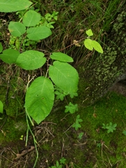 Amelanchier arborea