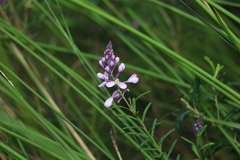 Comesperma esulifolium
