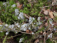 Peltigera canina