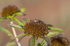 Bidens radiata