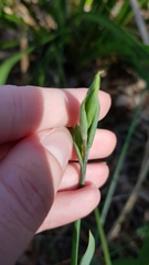 Calochilus paludosus