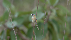 Culicivora caudacuta