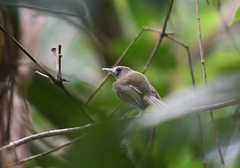 Hemitriccus flammulatus
