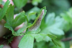 Phyllonorycter corylifoliella