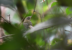 Hemitriccus flammulatus