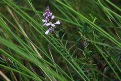 Comesperma esulifolium