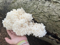 Hericium coralloides
