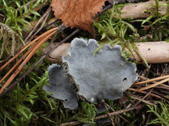 Peltigera canina