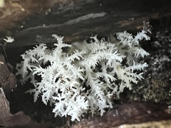 Hericium coralloides