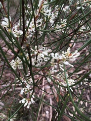 Hakea rostrata