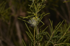 Melaleuca viminea
