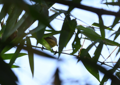 Cymbilaimus sanctaemariae