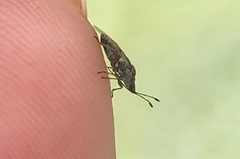 Kleidocerys resedae