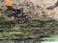 Chaenotheca gracilenta