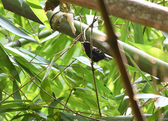 Microrhopias quixensis