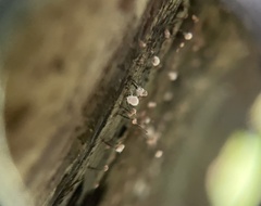 Chaenotheca gracilenta