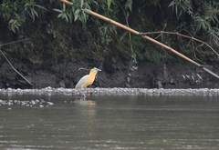 Pilherodius pileatus