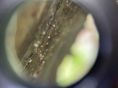 Chaenotheca gracilenta