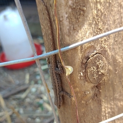 Lygodactylus capensis