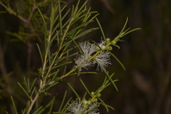 Melaleuca viminea