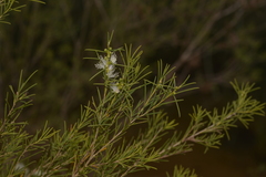 Melaleuca viminea