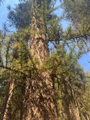 Larix occidentalis