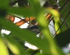 Poecilotriccus albifacies
