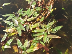 Persicaria amphibia