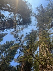 Larix occidentalis