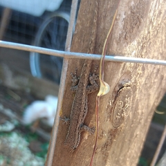 Lygodactylus capensis