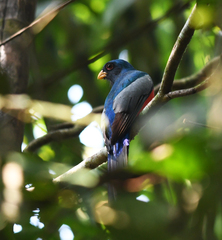 Trogon melanurus