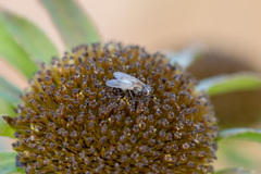 Fucellia