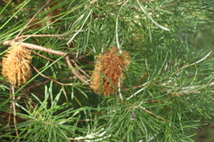 Banksia collina