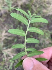 Lobelia concolor