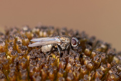 Fucellia