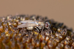 Fucellia
