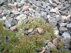 Galium humifusum