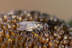 Fucellia