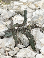 Astrolepis integerrima