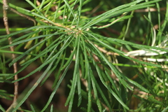 Banksia collina