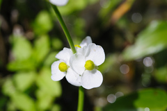 Sagittaria trifolia