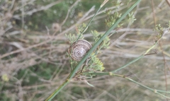 Otala punctata