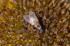 Fucellia
