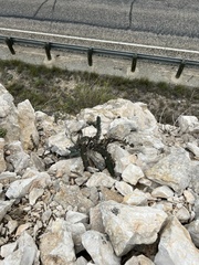 Astrolepis integerrima