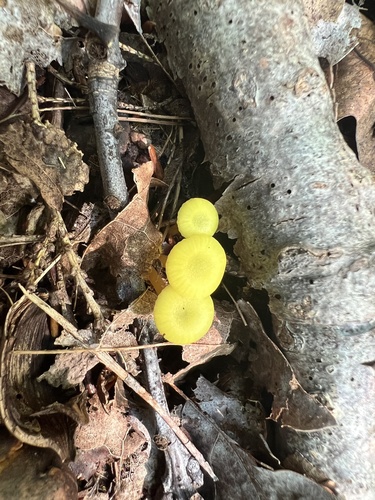 Hygrocybe parvula