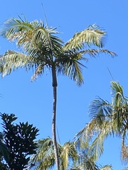 Archontophoenix cunninghamiana