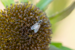 Fucellia
