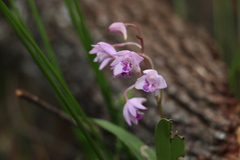 Dendrobium kingianum