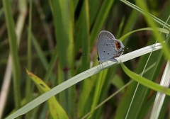 Everes lacturnus