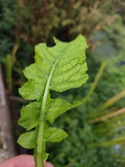 Rorippa amphibia
